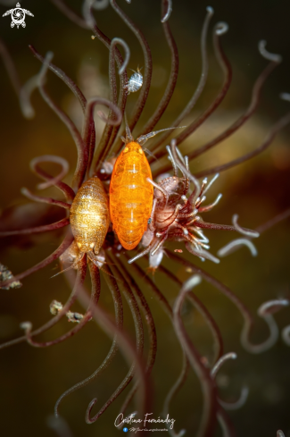 A Lady bugs