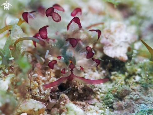 A Cyerce cristallina | Harlequin Glass Slug