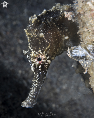 A Hippocampus hystrix | Spiny Seahorse