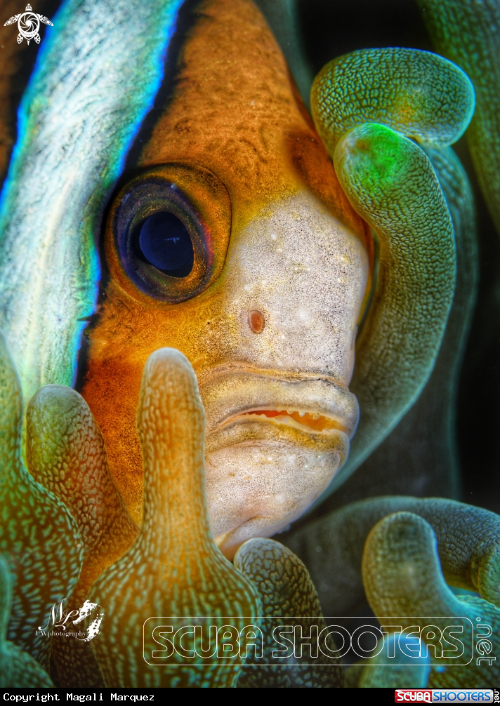 A Clownfish 
