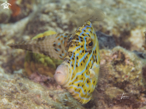 A Aluterus scriptus | Scribbled Filefish