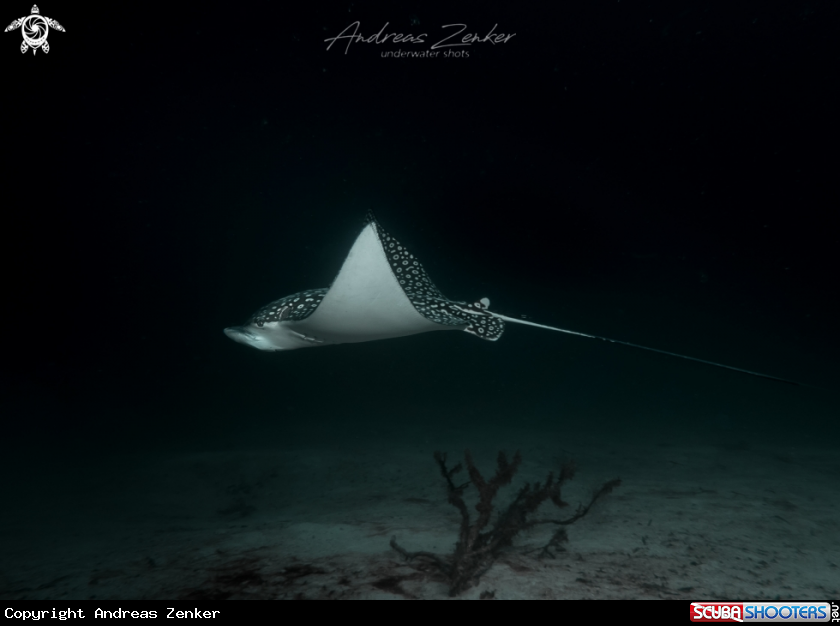 A Spotted eagle ray