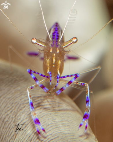 A Ancylomenes pedersoni | Pederson's Cleanershrimp