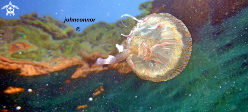 A Pelagia noctiluca | Méduse Péagique