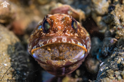 A Opistognathus latitabundus | Jaw fish