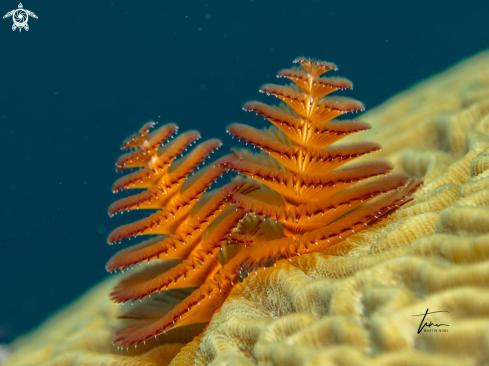 A Spirobranchus giganteus | Christmastree Worm