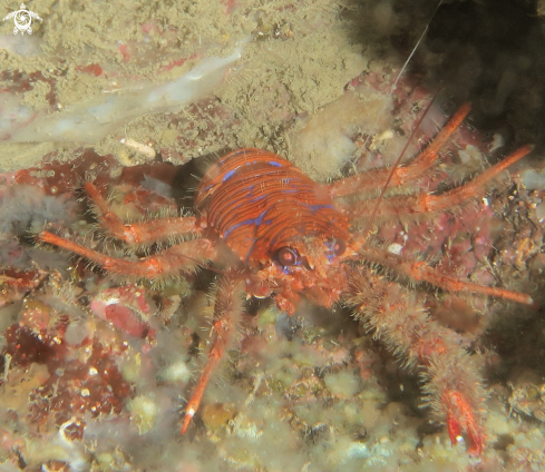 A Galatea Strigosa | Galatea Rossa