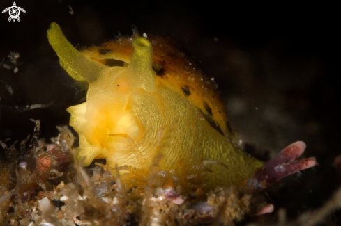 A Tylodina perversa nudibranch | Tylodina gialla nudibranch