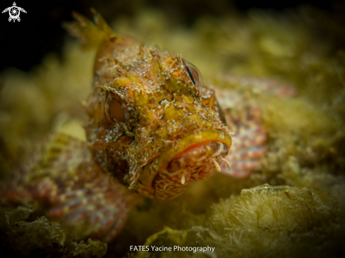 A scorpion fish