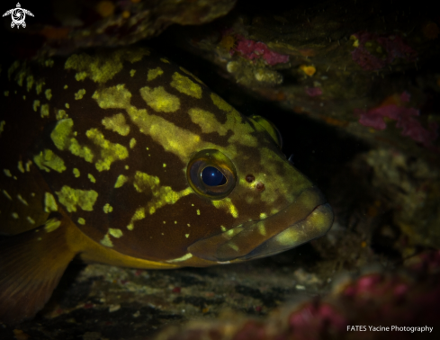 A Grouper