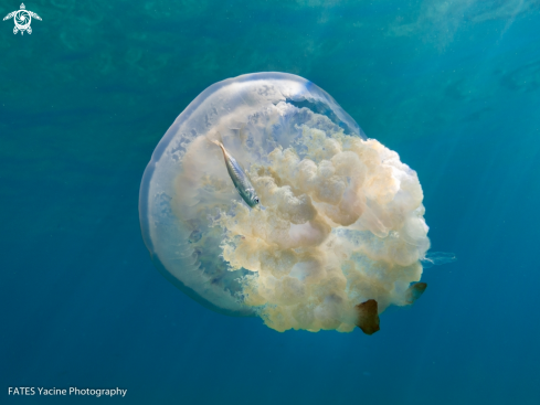 A Rhizostoma pulmo / octopus | (Macri, 1778) / (Linnaeus, 1758) | Rhizostome