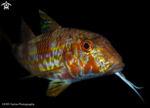 A Mullus surmuletus | Linnaeus, 1758 | The red mullet