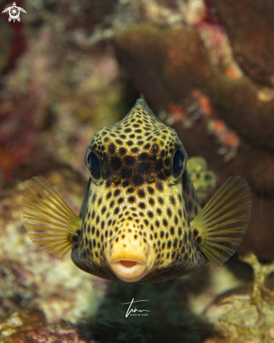 A Spotted Trunkfish