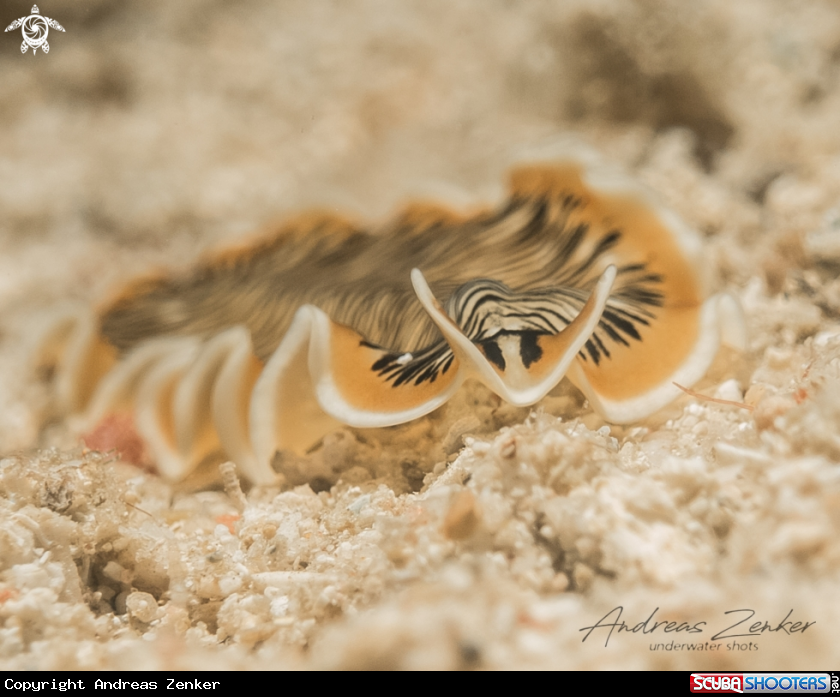 A Tiger flatwormi