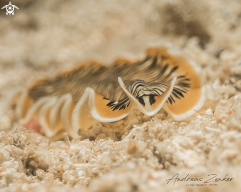 A Prostheceraeus crozieri | Tiger flatwormi