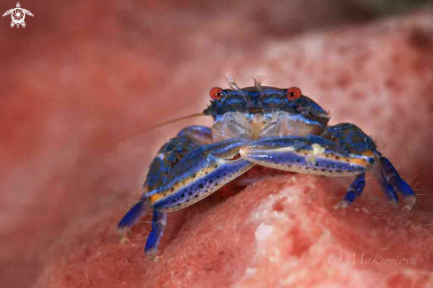 A Barrel Sponge Porcelain Crab (Aliaporcellana spongicola)