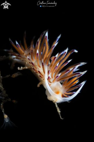 A Cratena peregrina | Nudibranch