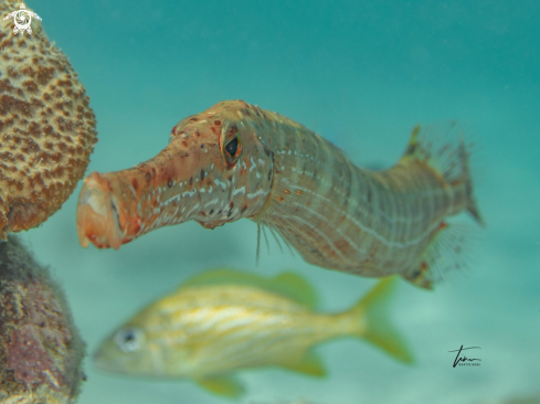 A Aulostomus maculatus | Trumpetfish