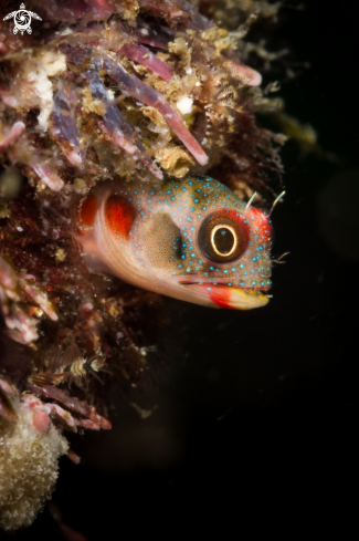 A Acanthemblemaria macrospilus | Tube blenny