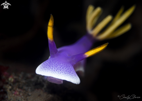 A Hypselodoris apolegma