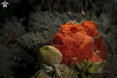 A Frogfish