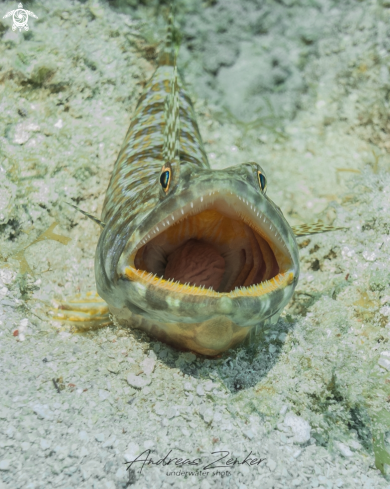 A Sand Diver