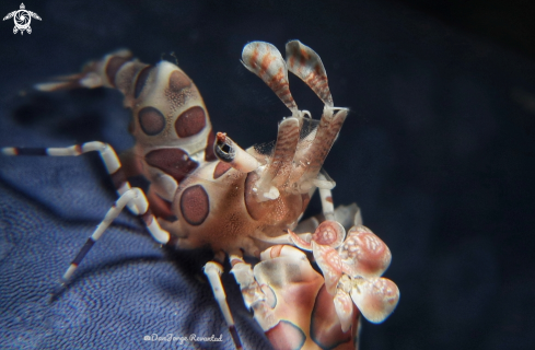 A Haelquin Shrimp