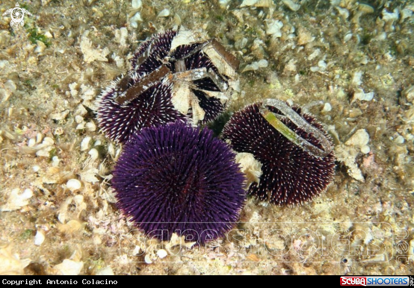 A Ricci-sea urchins
