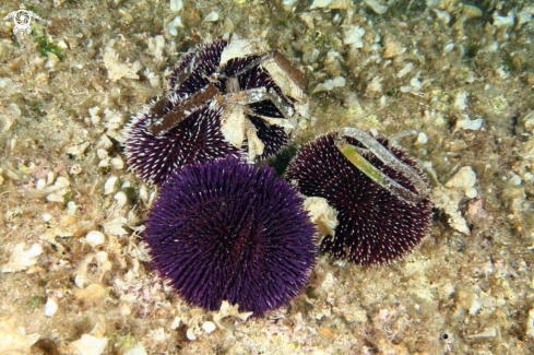 A Sphaerechinus granularis | Ricci-sea urchins