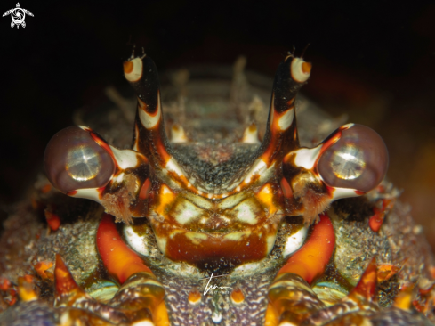 A Caribbean Spiny Lobster