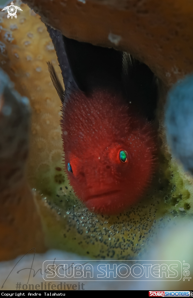A Red head goby