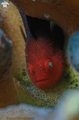 A Paragobiodon echinocephalus | Red head goby