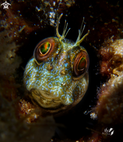 A Seaweed blenny