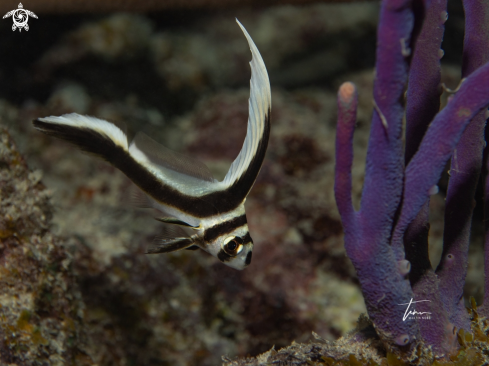 A Equetus punctatus | Spotted Drum