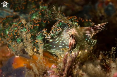 A Elysia diomedea nudibranch | Danzarina mexicana nudibranch