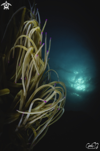 A Anemonia viridis | Snakelocks anemone