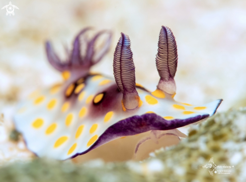 A Nudibranch