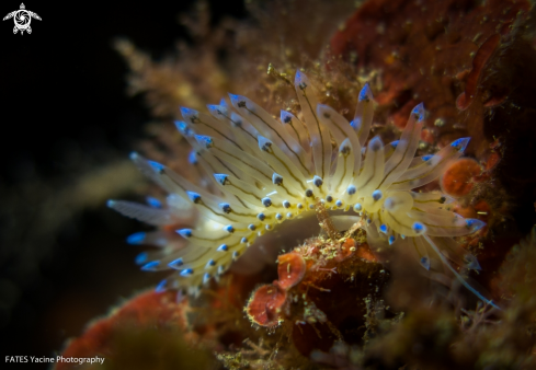 A Antiopella cristata | (delle Chiaje, 1841) | Antiopelle 