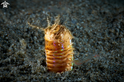 A Eunice aphroditois (Pallas, 1788) | WORM