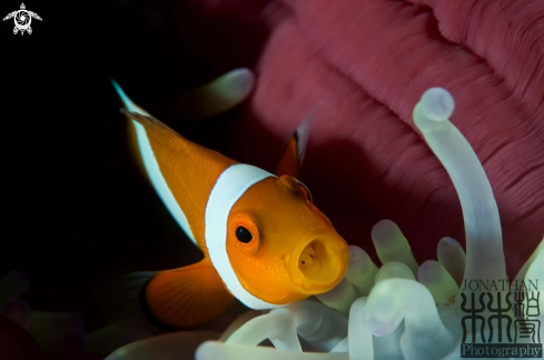 A Clownfish