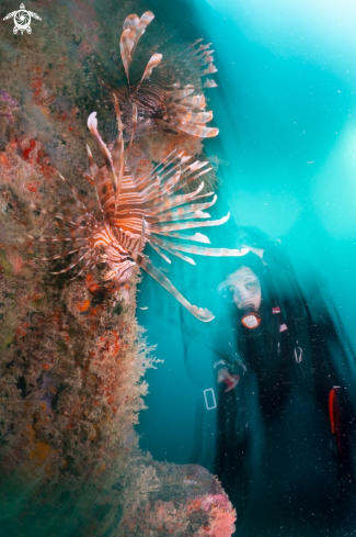 A Lionfishes