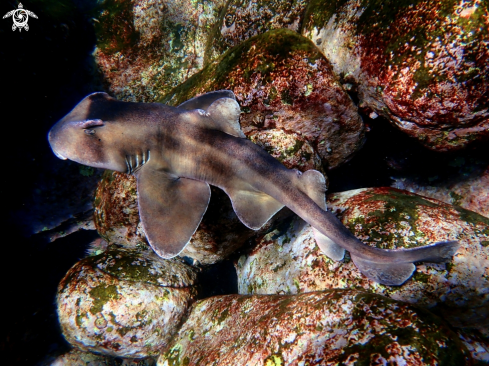 A Heterodontus galeatus | Crested horn shark