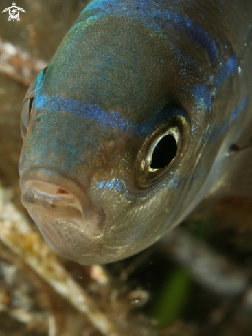 A underwater creature