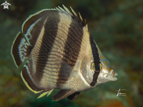 A Banded Butterflyfish