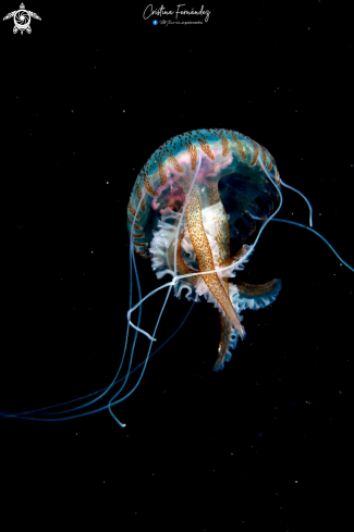 A Pelagia noctiluca | Jellyfish