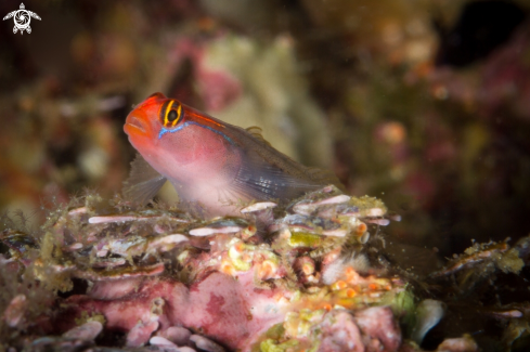 A Redhead goby