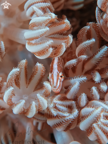 A Acreichthys radiatus | Filefish