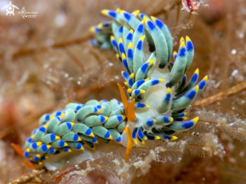 A Trinchesia Sea Slug 