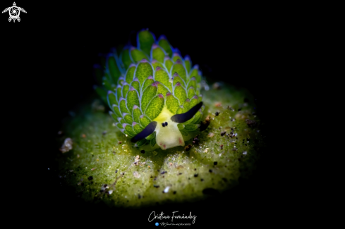 A Costaseilla sp. | Nudibranch