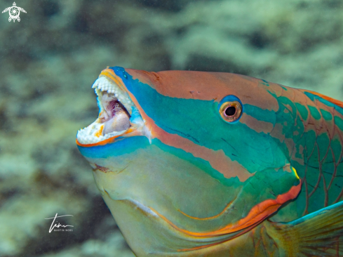A Stoplight Parrotfish